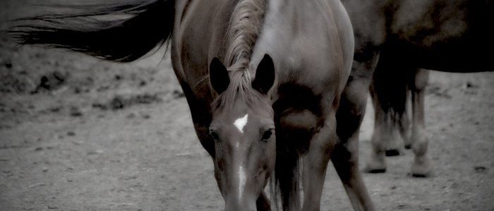 Centro Ippico Riviera Horses
