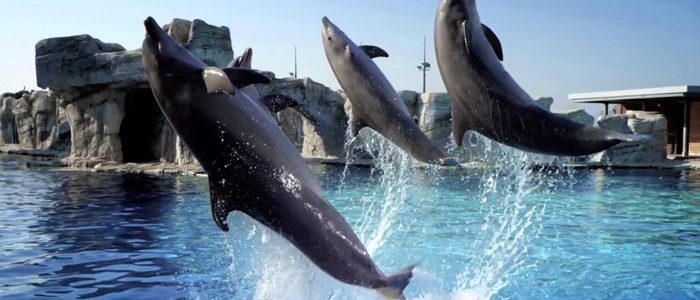 Acquario Cattolica Le Navi - Oltremare Riccione