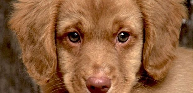 Cani in spiaggia Cattolica