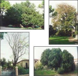 Monumenti verdi a Cattolica