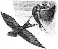 Valconca - I scuriva isè